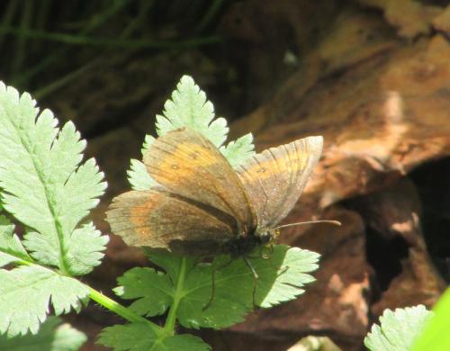 Erebia sp.